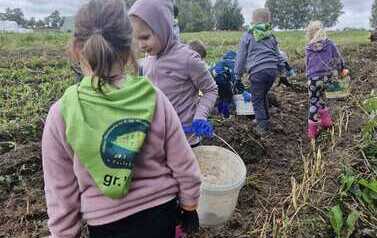 Od pola do stołu &ndash; wykopki u Państwa Rokita 72