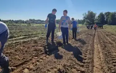 Dzień Pieczonego Ziemniaka  12