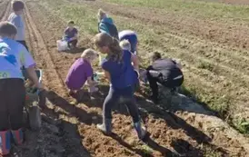 Dzień Pieczonego Ziemniaka  1