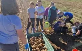 Dzień Pieczonego Ziemniaka  14